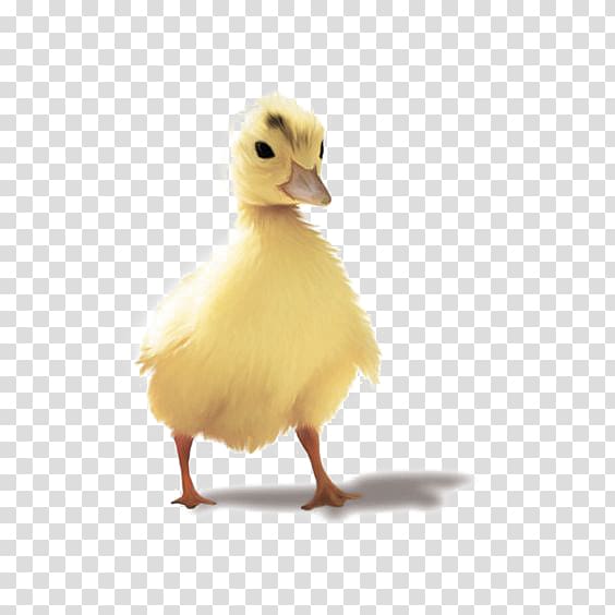 Duck Goose , Small yellow duck deductible element transparent background PNG clipart