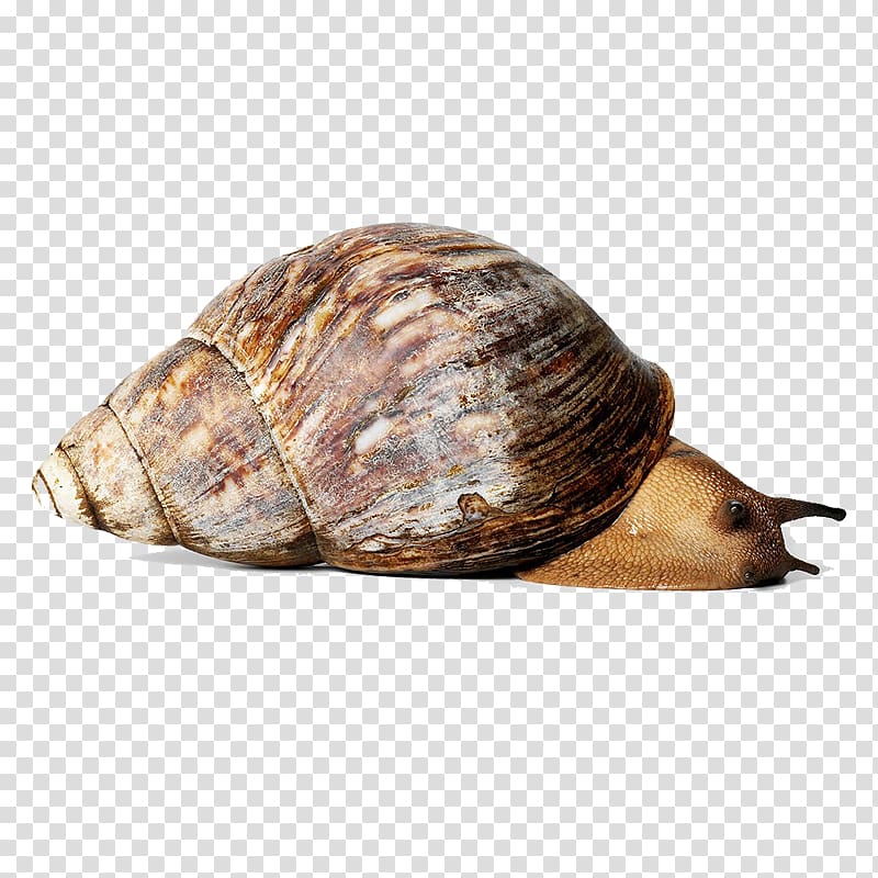 Giant African Snail Orthogastropoda Achatina immaculata Escargot, The snail is crawling transparent background PNG clipart