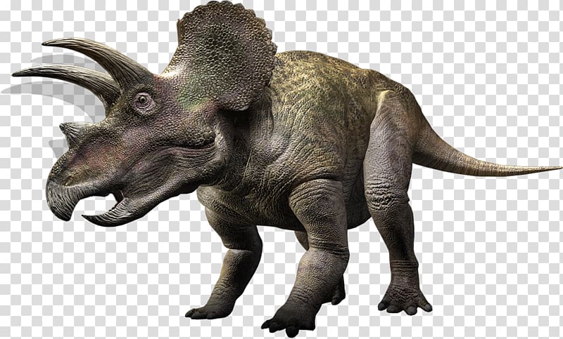 Torosaurus Triceratops Ceratopsia Tyrannosaurus Styracosaurus, jurassic world transparent background PNG clipart