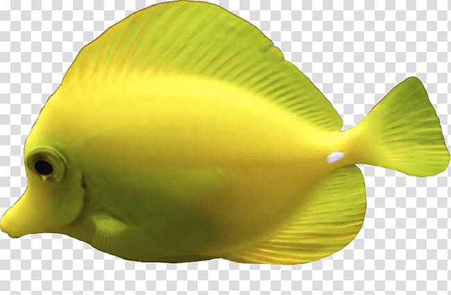 Deep sea creature Jellyfish Yellow tang Aquatic animal, fish transparent background PNG clipart