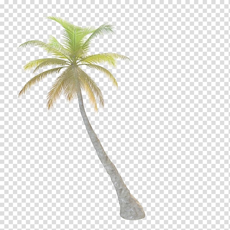 Tree Arecaceae Leaf, Palm tree transparent background PNG clipart