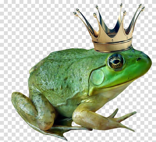 American bullfrog The Frog Prince, Frog prince transparent background PNG clipart
