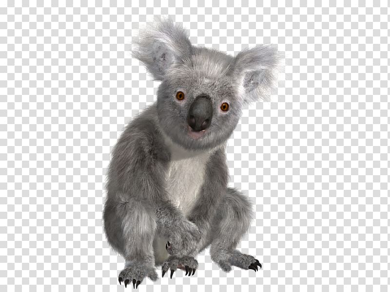 Koala Bear Sloth, Koala transparent background PNG clipart