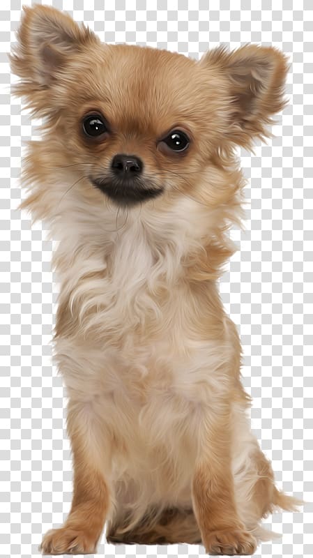 Chihuahua Russkiy Toy Blog Diary LiveInternet, others transparent background PNG clipart