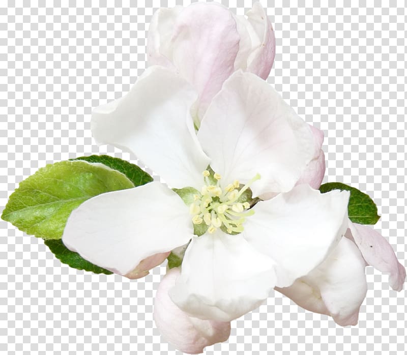 Cut flowers Rosaceae Petal Rose, imitation transparent background PNG clipart