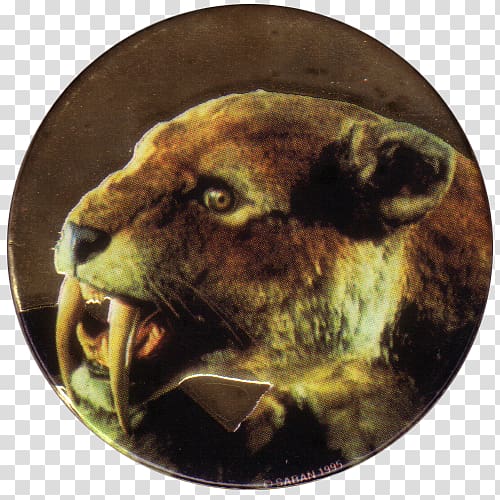 Cougar Imgur Cat Whiskers, Sabertoothed Tiger transparent background PNG clipart