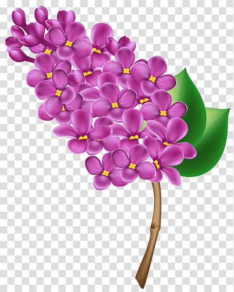 Common lilac , Floral Lilac transparent background PNG clipart