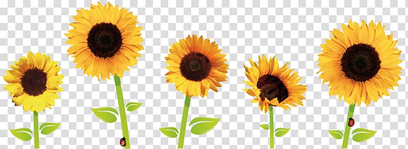 five yellow sunflowers illustration, Common sunflower , Sunflowers transparent background PNG clipart