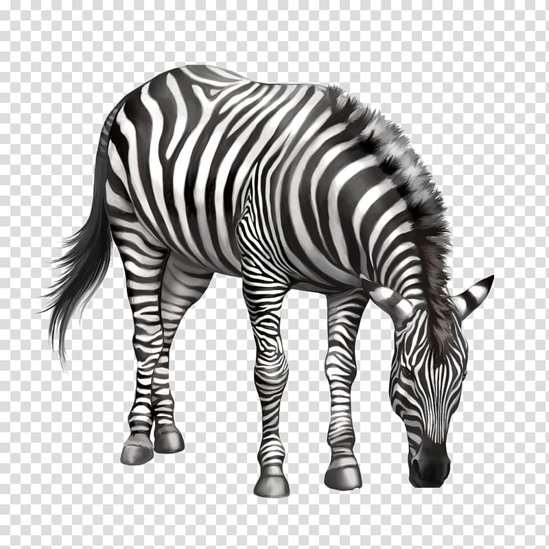 zebra , Zebra Drawing , Eating zebra bow transparent background PNG clipart