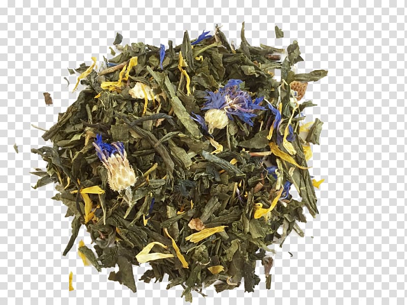Nilgiri tea Sencha Tea plant, genmaicha transparent background PNG clipart