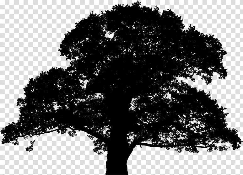 English oak Tree Sessile Oak Plant, tree transparent background PNG clipart