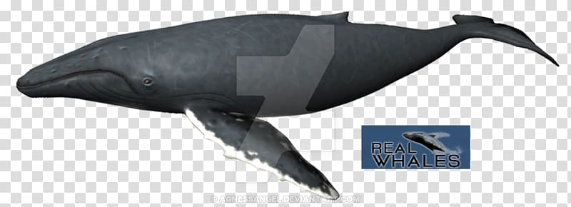 Dolphin Porpoise Fin whale Humpback whale Cetaceans, minke whale transparent background PNG clipart