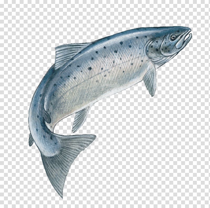 Salmon art highly detailed in line art style.Fish vector by hand drawing.Fish  tattoo on white background.Black and white fish vector on white background. Salmon fish sketch for coloring book. - Stock Image -