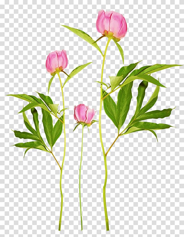 Peony , Peony transparent background PNG clipart