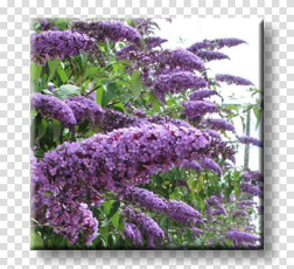 Summer lilac Shrub Butterfly Hedge Buddlejas, butterfly transparent background PNG clipart