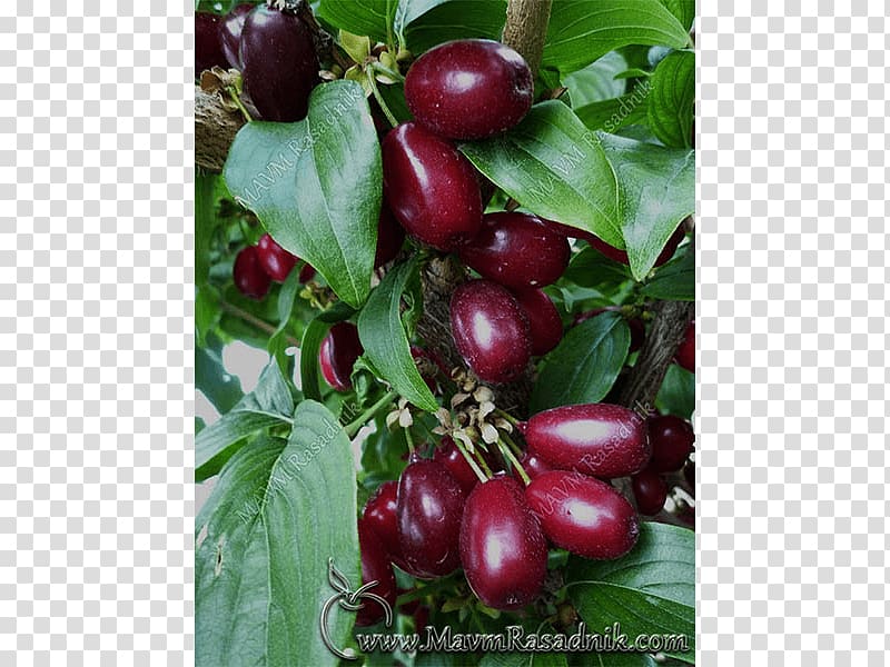 Gooseberry Rasadnik MAVM Cornelian cherry Fruit Lingonberry, tree transparent background PNG clipart