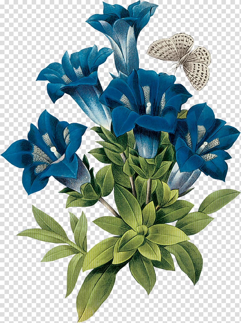 Gentian Botanical illustration Blue Flower, flower transparent background PNG clipart