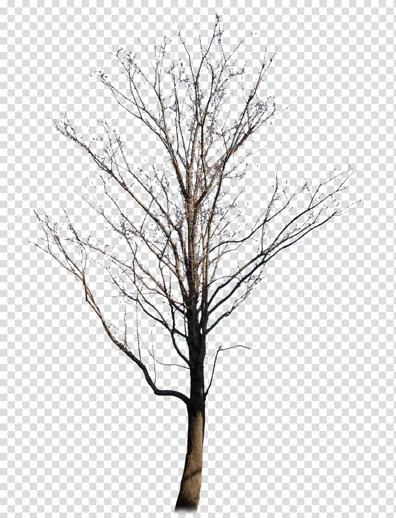 withered,no leaf,trees transparent background PNG clipart