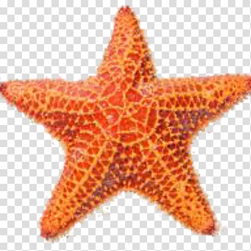 Shore Starfish , sea star transparent background PNG clipart | HiClipart