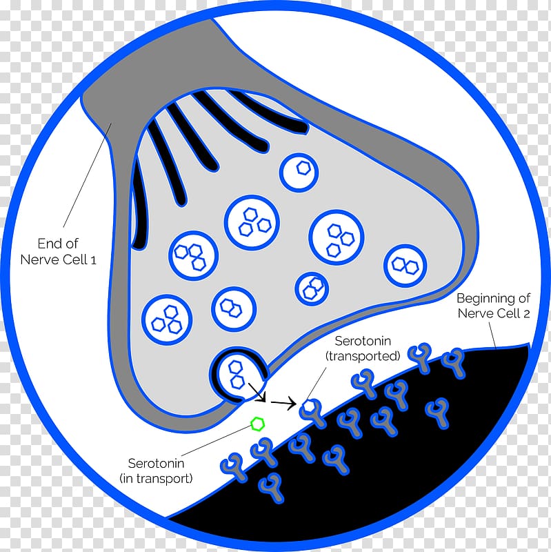 Chemical synapse Neuron Nervous system, depression transparent background PNG clipart