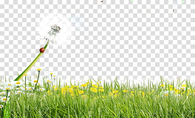 Lawn Common Dandelion Meadow, Dandelion meadow transparent background PNG clipart