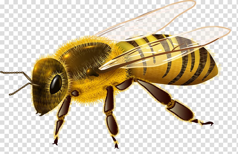 Western honey bee Insect , cricket transparent background PNG clipart
