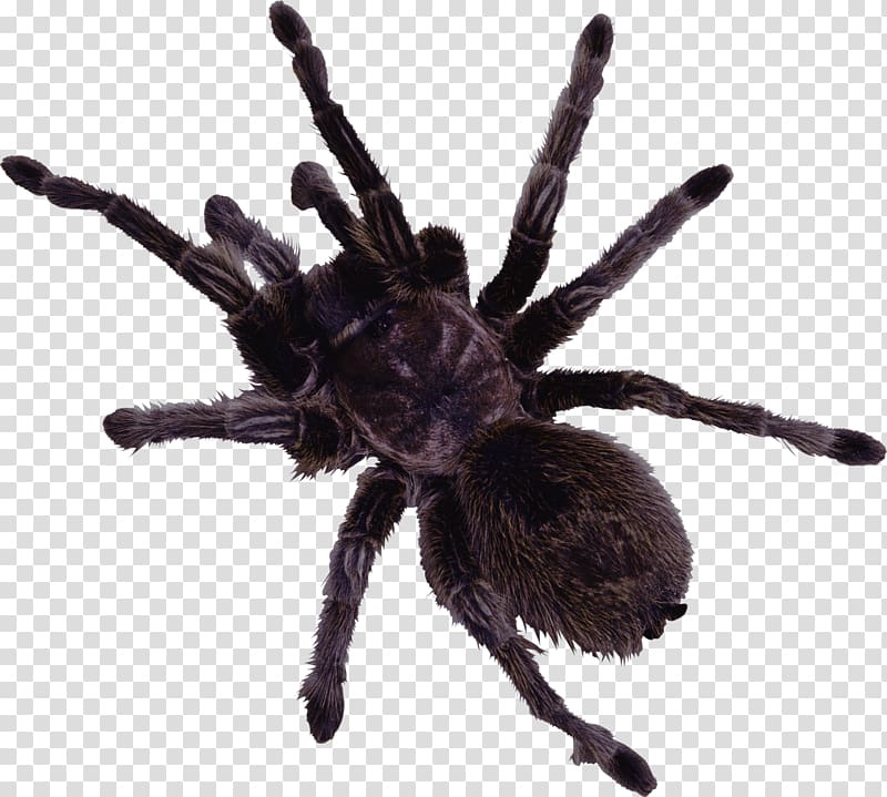 Spider web , Black spider transparent background PNG clipart