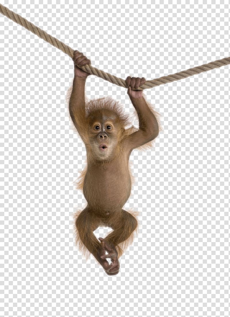 baby monkey hanging on rope, Monkey , An orangutan hanging on a rope transparent background PNG clipart