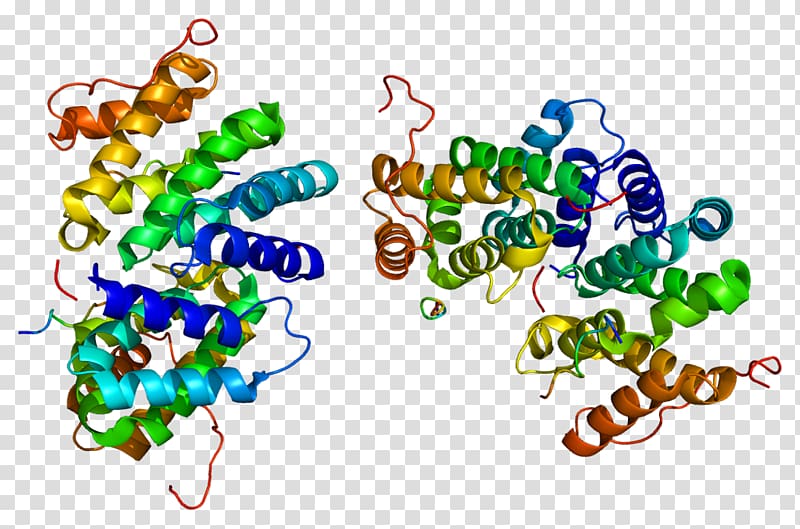 SENP1 GGA3 SUMO protein Protease, others transparent background PNG clipart