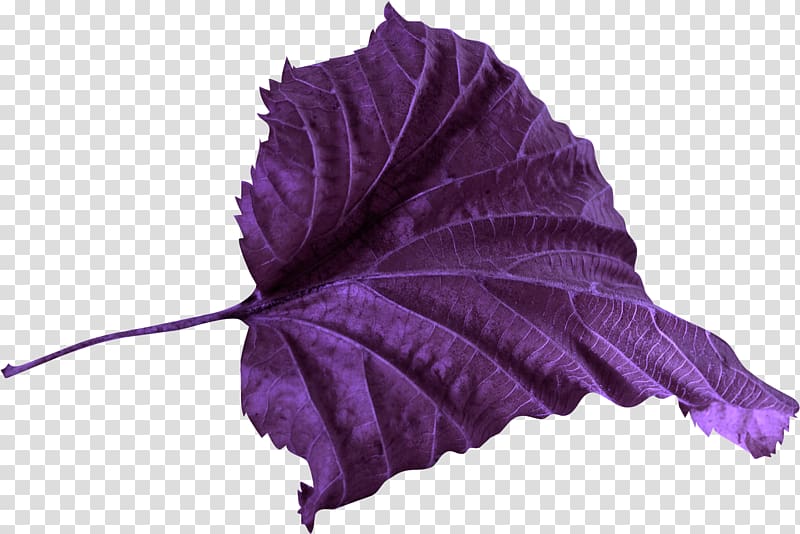 Leaf Petal Violet Color , leaf transparent background PNG clipart