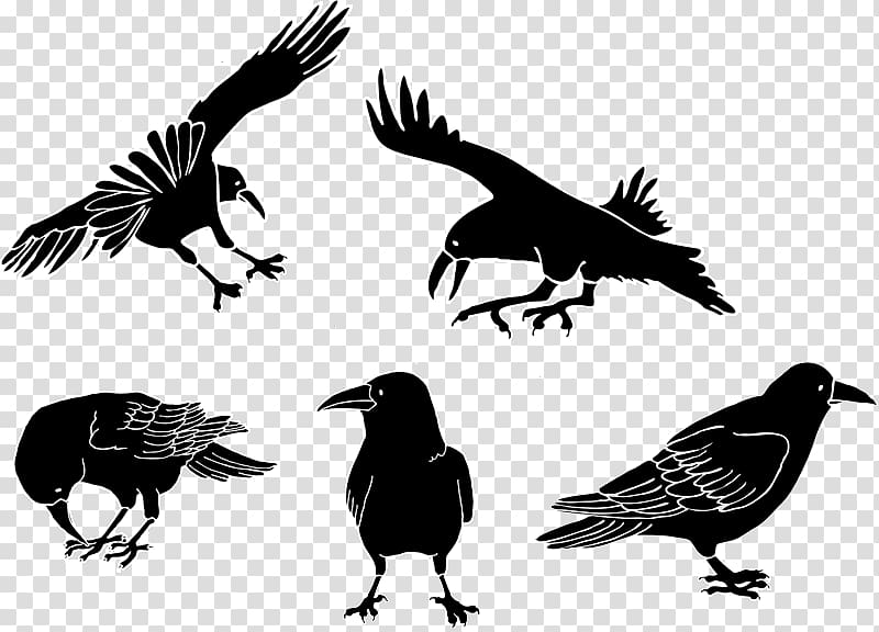 American crow Drawing Cartoon, crow transparent background PNG clipart