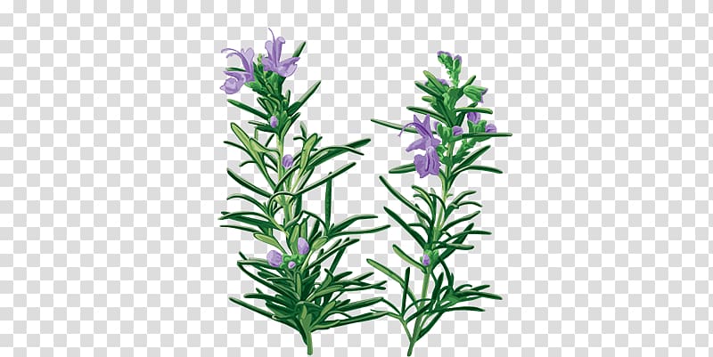English lavender Rosemary oil Essential oil Herb, Rosemary Oil transparent background PNG clipart