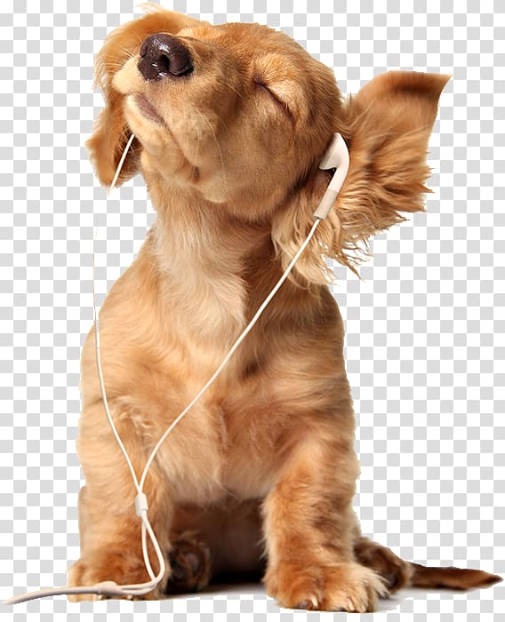 Dachshund Pit bull Puppy Pet sitting, Puppy wearing headphones transparent background PNG clipart