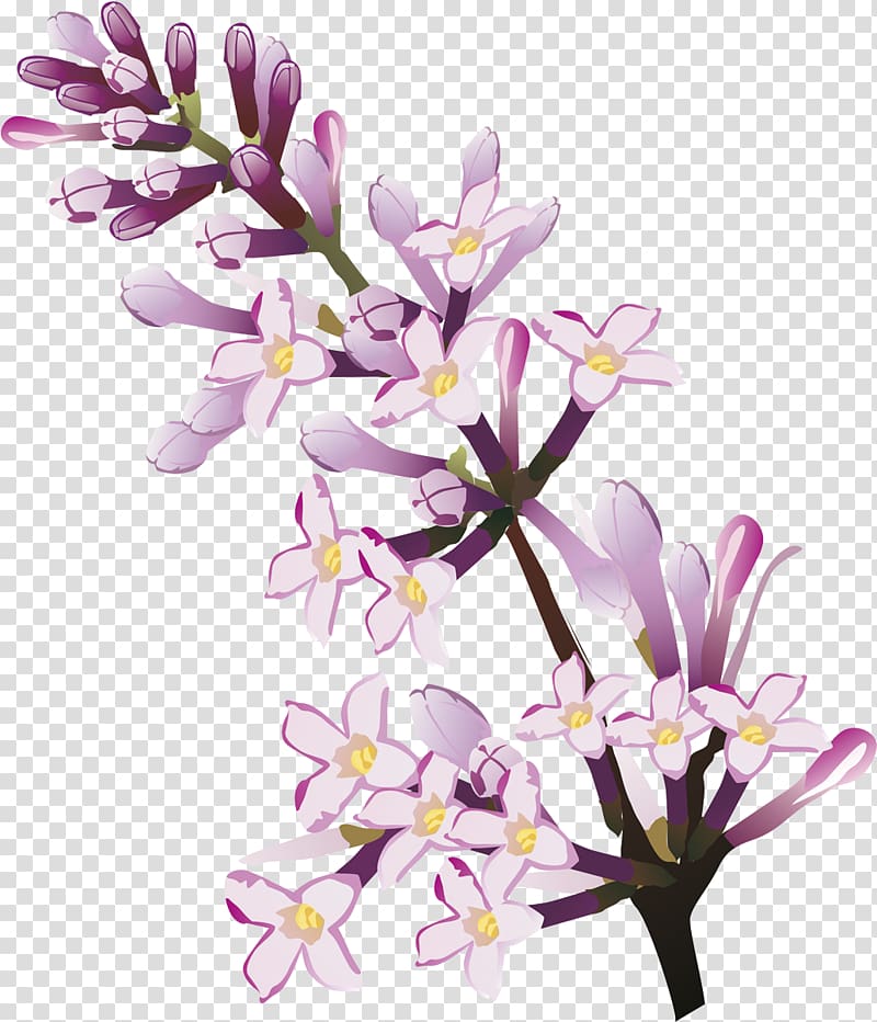 Cut flowers Floral design Lilac Floristry, lilac transparent background PNG clipart