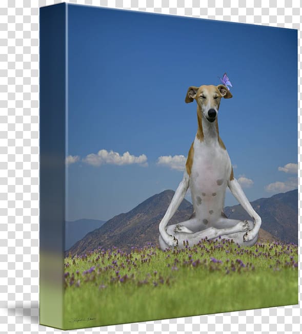 Whippet Italian Greyhound Longdog Spanish greyhound, Yoga dog transparent background PNG clipart