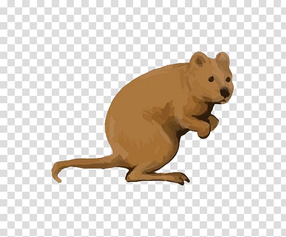 Rottnest Island Quokka Macropodidae Icon, Kangaroo watercolor transparent background PNG clipart