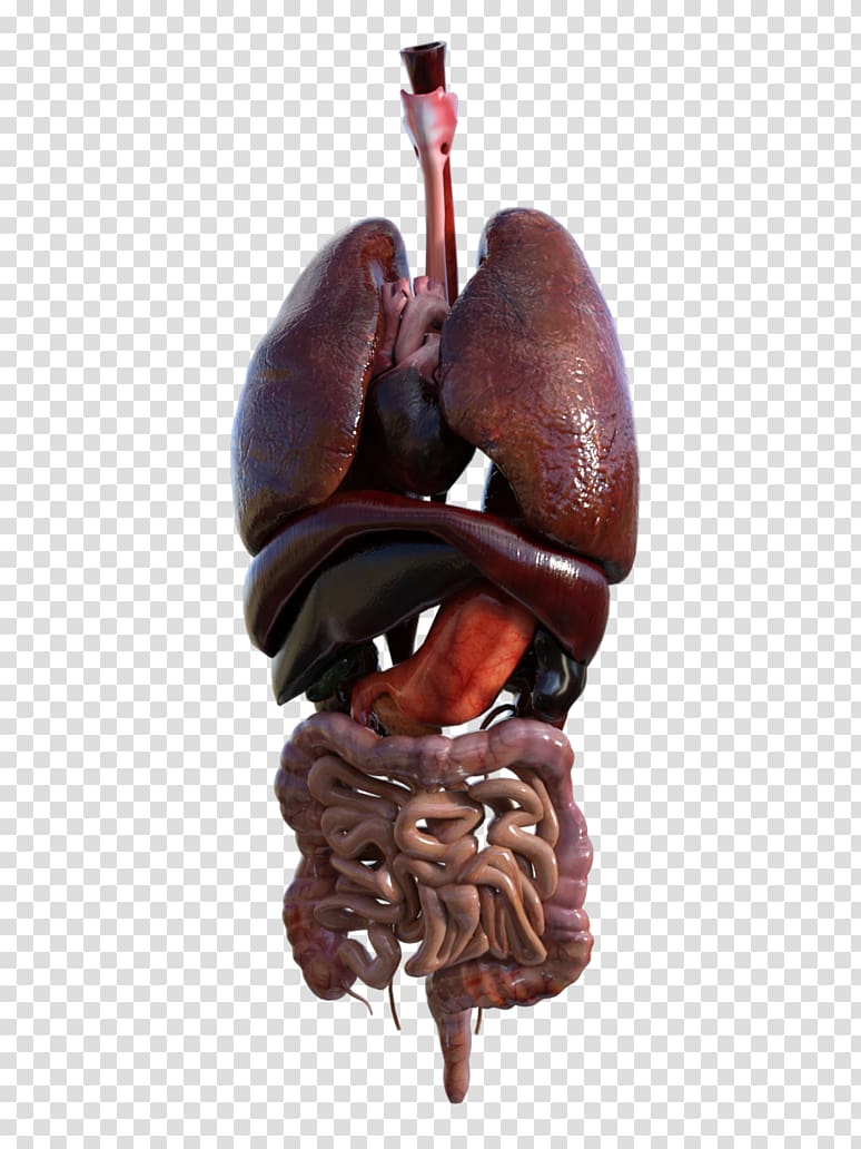 Human anatomy Organ Homo sapiens Human head, internal organs transparent background PNG clipart