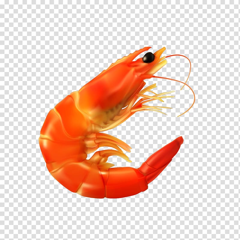 shrimp , Caridea Shrimp Cartoon, Winter seafood hot pot material transparent background PNG clipart
