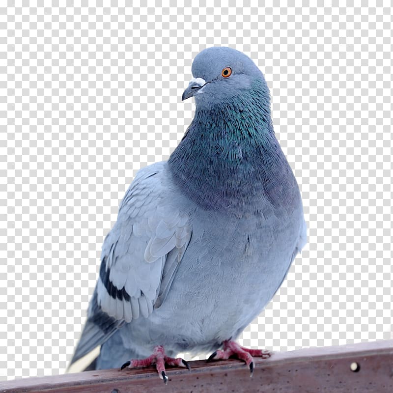 Columbidae Bird Domestic pigeon Feral pigeon Felidae, pigeon transparent background PNG clipart