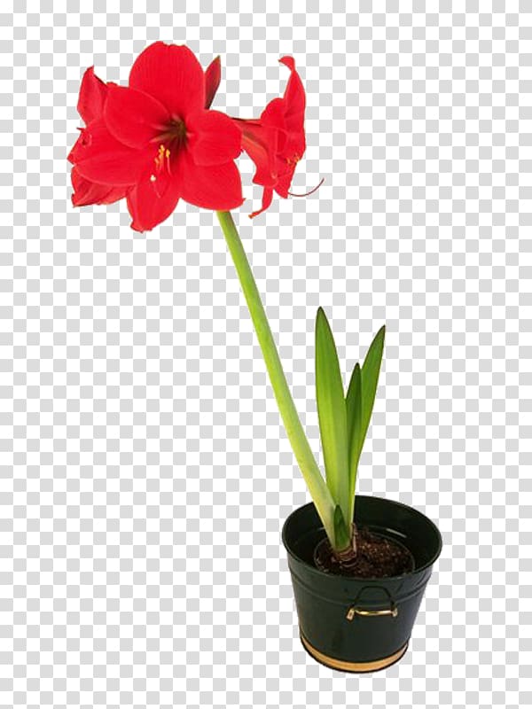 Amaryllis Flowerpot Portable Network Graphics, flower transparent background PNG clipart