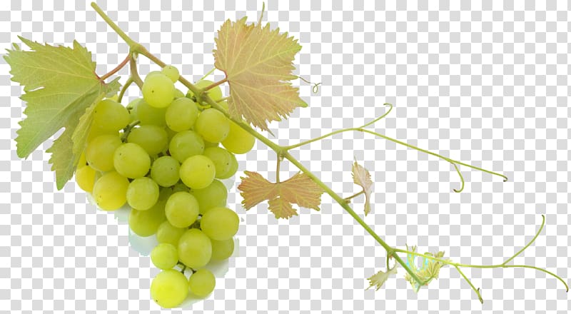 Sultana Common Grape Vine Balsamic vinegar Mediterranean cuisine, grape transparent background PNG clipart
