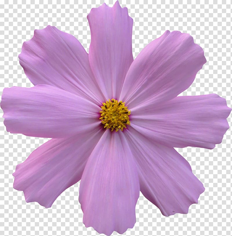 Flower garden Rose Cosmos, purple flowers transparent background PNG clipart