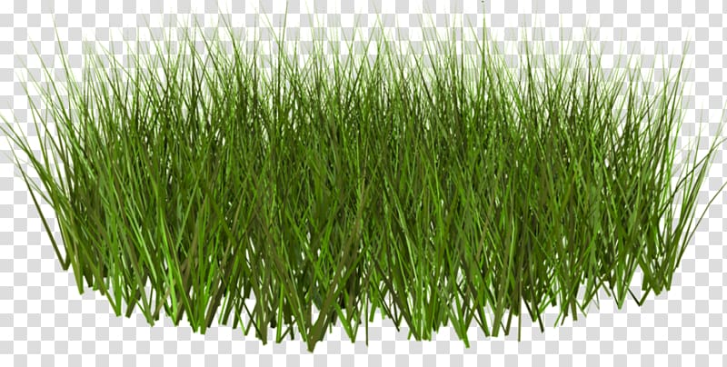 Lawn Grass Weed , pasture transparent background PNG clipart
