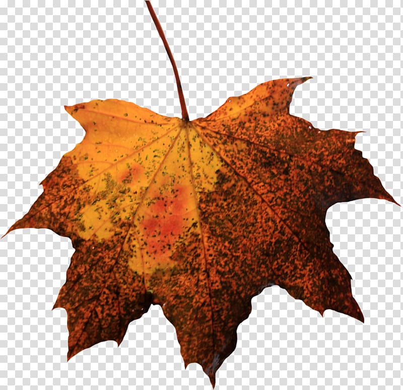 Leaf file formats, Leaf transparent background PNG clipart