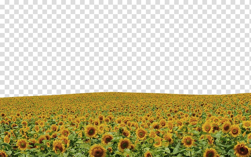 Common sunflower Sky Rapeseed, Yellow sunflower hull border texture transparent background PNG clipart