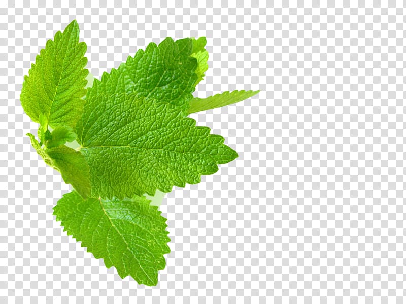 green leaves illustration, Lemon balm Herb Mint Leaf, mint transparent background PNG clipart