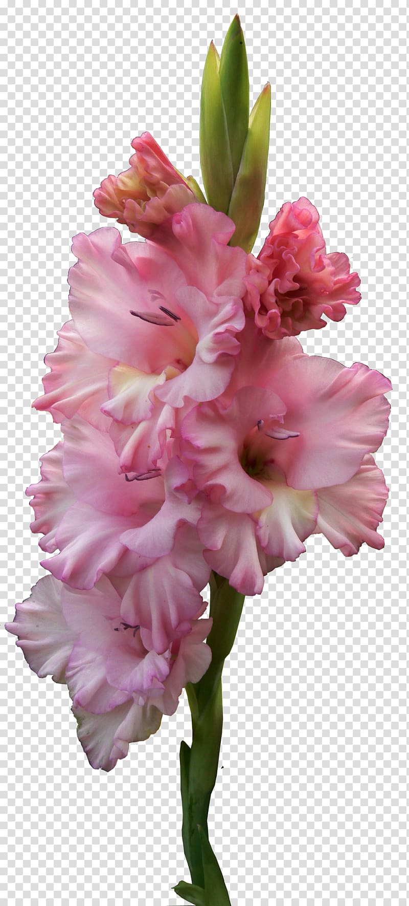 Flower , gladiolus transparent background PNG clipart