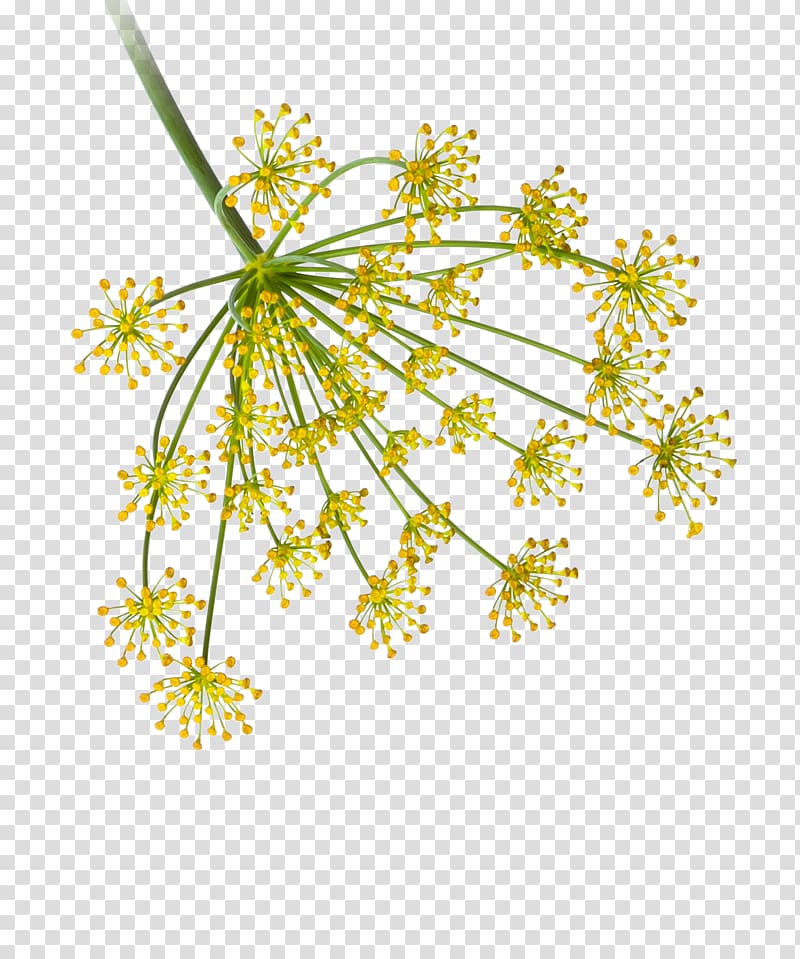 Plant stem Dill Flower Food, ginger garlic transparent background PNG clipart