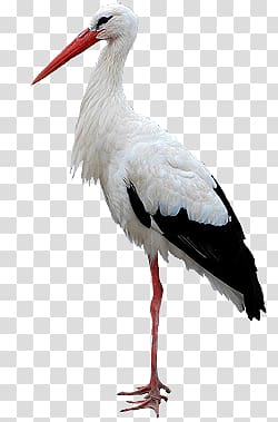 Stork transparent background PNG clipart