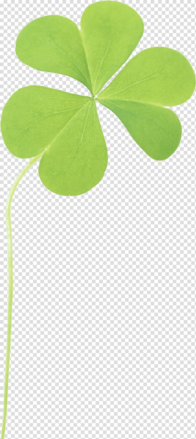 green leafed plant, Clover Three Light transparent background PNG clipart